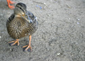 Nantucket Ducky