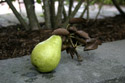 Pears